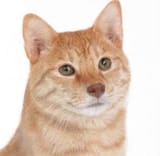 catdog