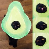 Avacato