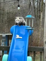banana possum