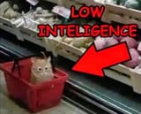 Low Int