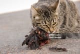 gettyimages-155389576-1024x1024