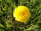 temp-dandylion2134