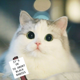 cat-iotabb1
