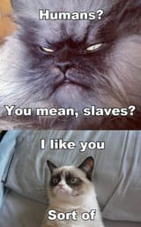 grumpy-cat-