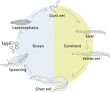Eel-life-circle1.svg