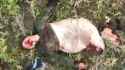 1751537446370-0_thumb.jpg