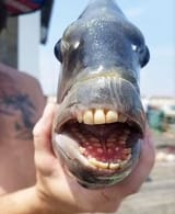 liberal_cuntface