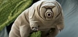 071622_tardigrade_feat