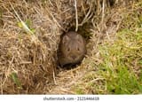 orkney-vole-looking-food-scotland-260nw-2121446618