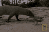mongoose-snake