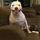 smiling shitbull