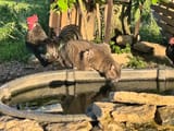 IMG_20250622_071301419_HDR