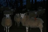 baa