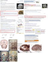 DMT spirit particle and controlled endogenous hallucinations of reality based upon light and EMF information genesis or synthesis