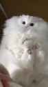 kot groom_thumb.jpg