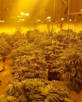 growops