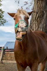71168196-Horse-making-funny-face-while-yawning
