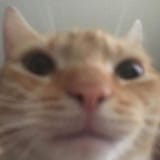 gatostaro