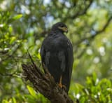 The Black Hawk
