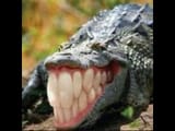 see ya later alligator
