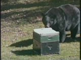 hqdefault (bees)