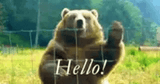 hello bear says hello