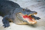 florida_kot