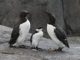 Common_Murre_RWD1