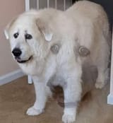 doggo trauma
