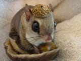 chipmonk