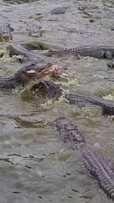 alligators