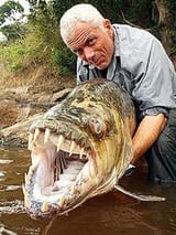 Tigerfish_2