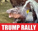 rally