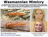 mimicry-jews