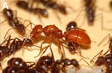 Polyergus_lucidus_with_host_Formica_archboldi