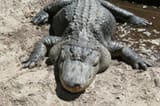 Chonky Gator