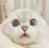 65406460