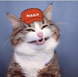 kot in the hat