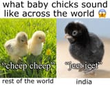 baby chicks