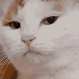 cat-stare