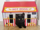 kot dog vendor