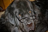 newfoundland-dog-big-bruce