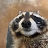 RaccoonHopeful