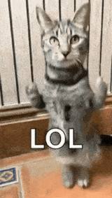 cat-lol-dance