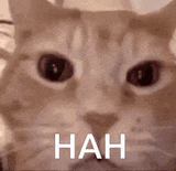 cat-laughing