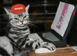 cat_comp7