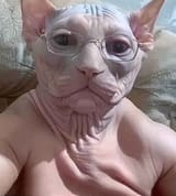 catman