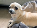 Concerned Dog