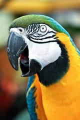 parrot