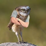 610